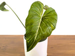 Philodendron Gloriosum x Maximum Variegated One of a Kind Exact Plant 6" #33A