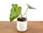 Philodendron Gloriosum x Maximum Variegated One of a Kind Exact Plant 6" #33A