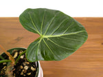 Philodendron Gloriosum x Maximum Variegated One of a Kind Exact Plant 6" #33A