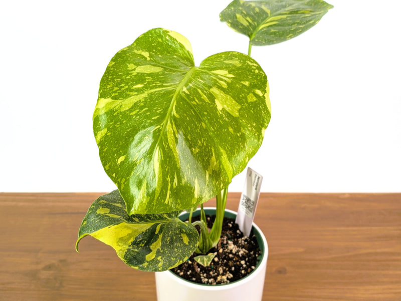 Monstera Electrolyte 'Golden Lion Tricolor' - 6" Exact Plant #33A