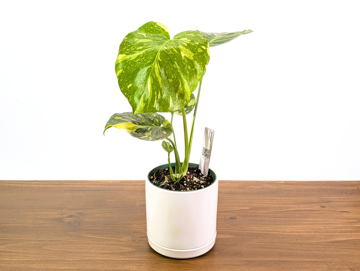 Monstera Electrolyte 'Golden Lion Tricolor' - 6" Exact Plant #33A