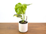 Monstera Electrolyte 'Golden Lion Tricolor' - 6" Exact Plant #33A