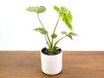 Monstera Electrolyte 'Golden Lion Tricolor' - 6" Exact Plant #33A