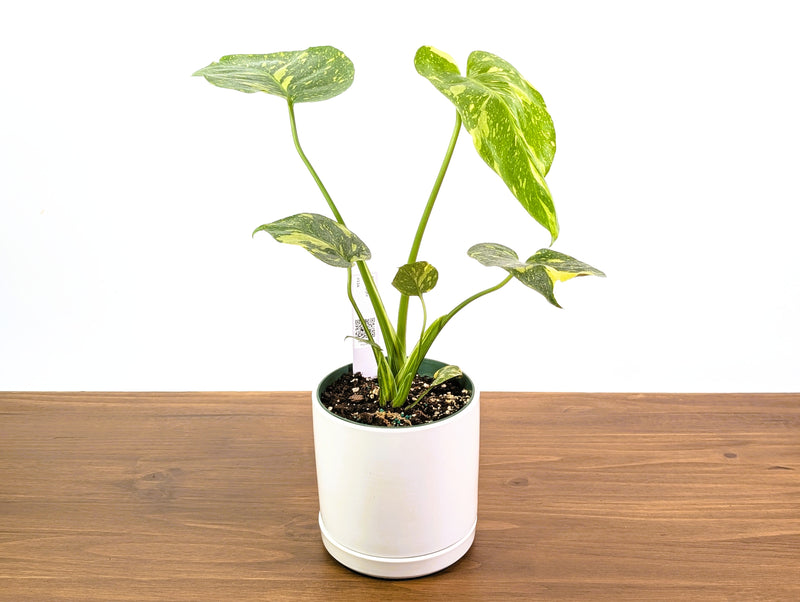Monstera Electrolyte 'Golden Lion Tricolor' - 6" Exact Plant #33A