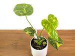 Monstera Electrolyte 'Golden Lion Tricolor' - 6" Exact Plant #33A