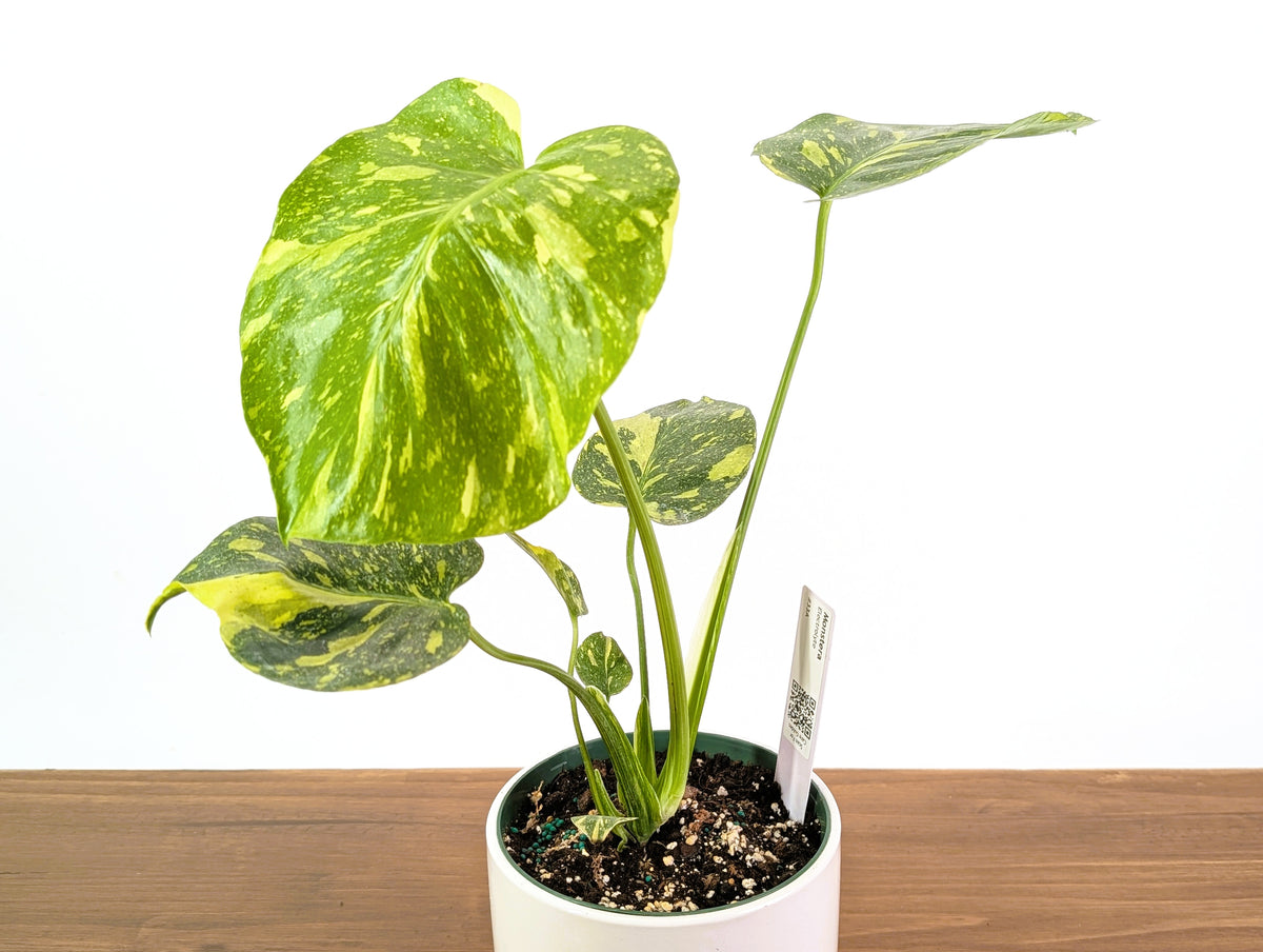 Monstera Electrolyte 'Golden Lion Tricolor' - 6" Exact Plant #33A