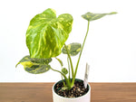 Monstera Electrolyte 'Golden Lion Tricolor' - 6" Exact Plant #33A
