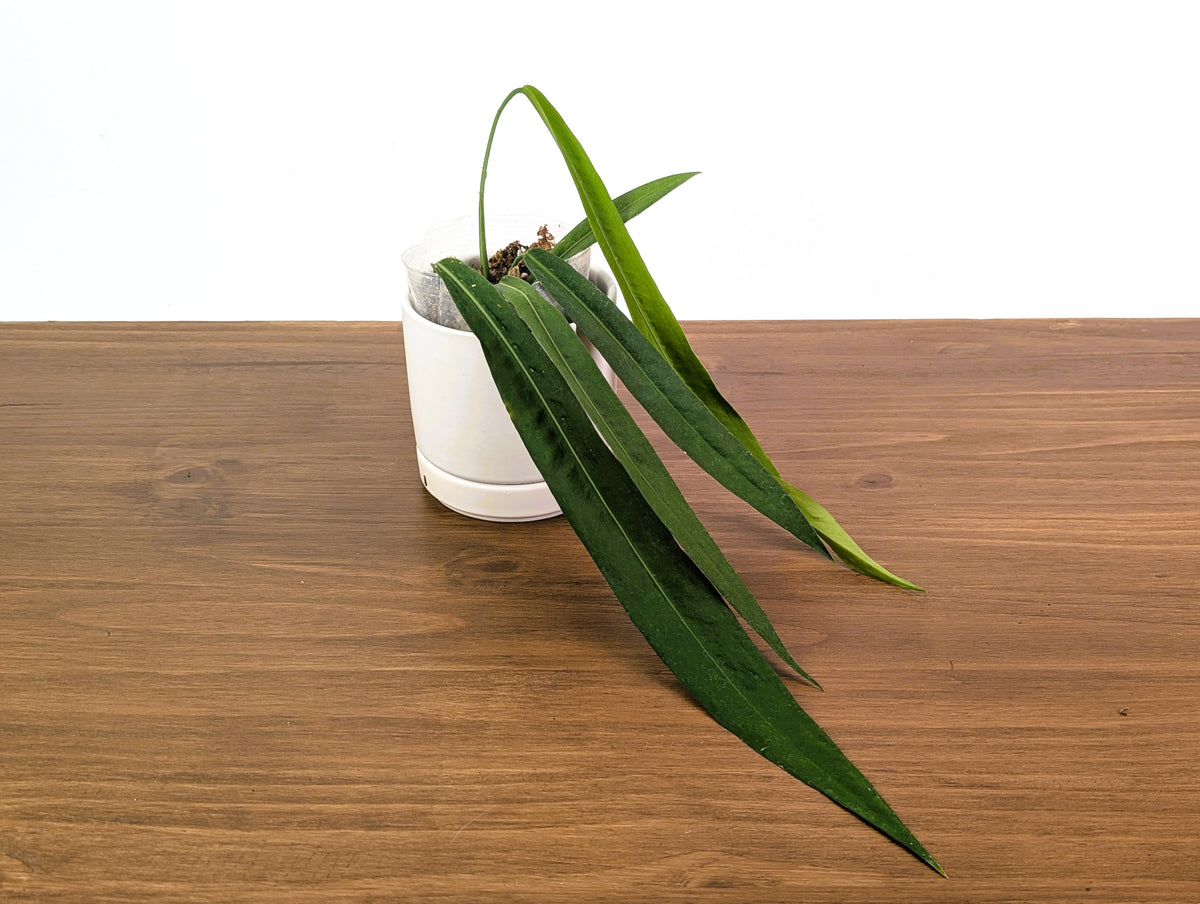 Anthurium Pallidiflorum - Very Narrow Leaf - Exact Plant #33A