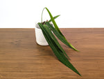 Anthurium Pallidiflorum - Very Narrow Leaf - Exact Plant #33A