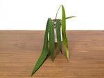 Anthurium Pallidiflorum - Very Narrow Leaf - Exact Plant #33A