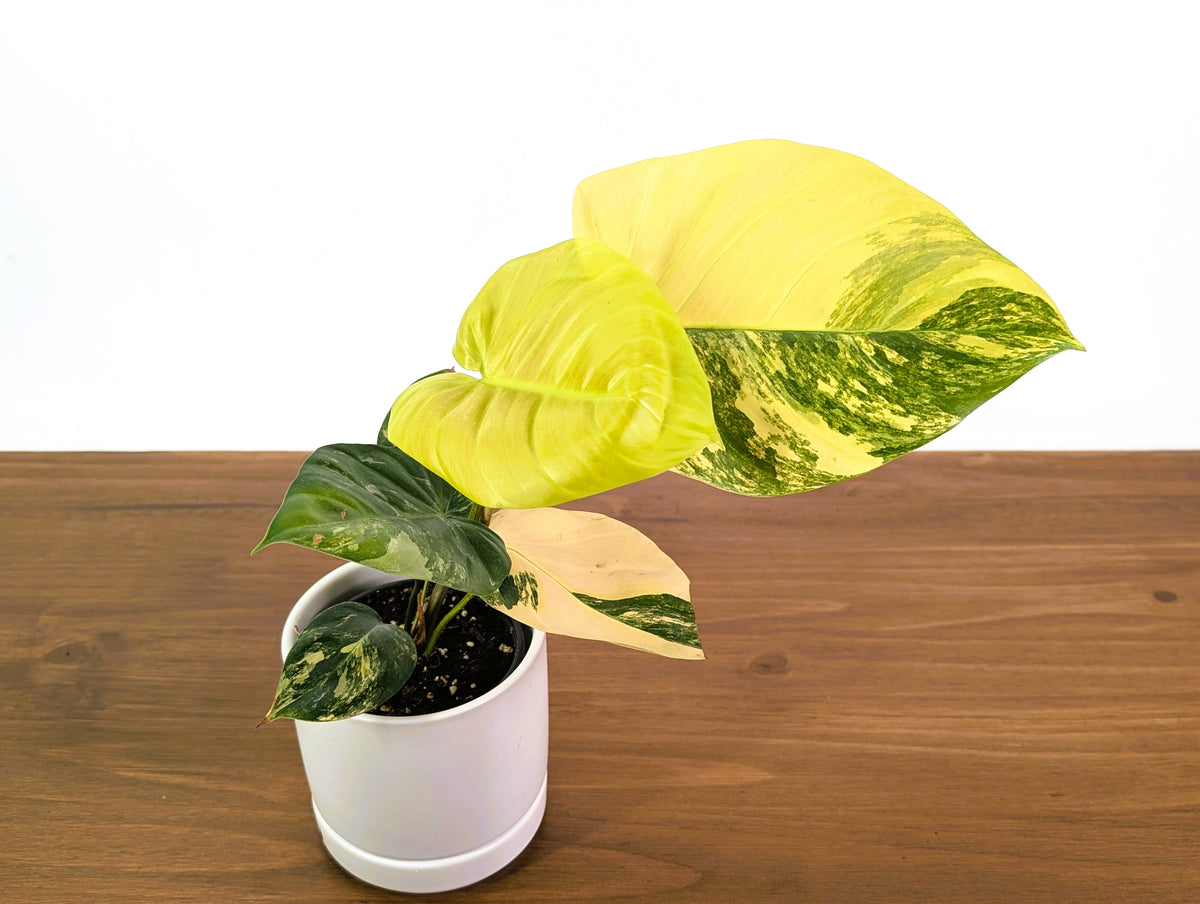Philodendron Florida Beauty × Fuzzy Petiole Variegated - Exact Plant #31A - One of a Kind