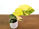 Philodendron Florida Beauty × Fuzzy Petiole Variegated - Exact Plant #31A - One of a Kind