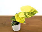 Philodendron Florida Beauty × Fuzzy Petiole Variegated - Exact Plant #31A - One of a Kind