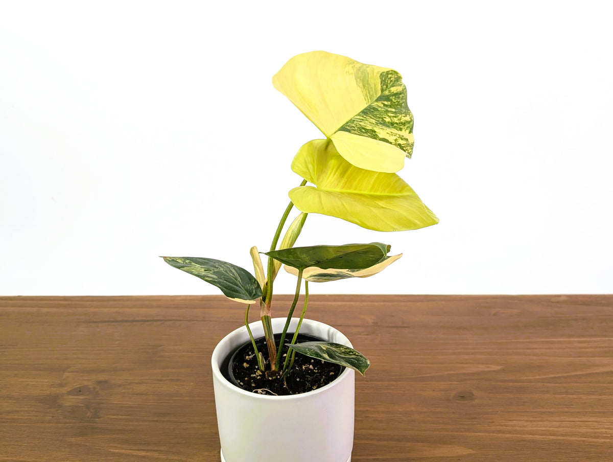Philodendron Florida Beauty × Fuzzy Petiole Variegated - Exact Plant #31A - One of a Kind