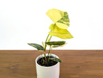 Philodendron Florida Beauty × Fuzzy Petiole Variegated - Exact Plant #31A - One of a Kind