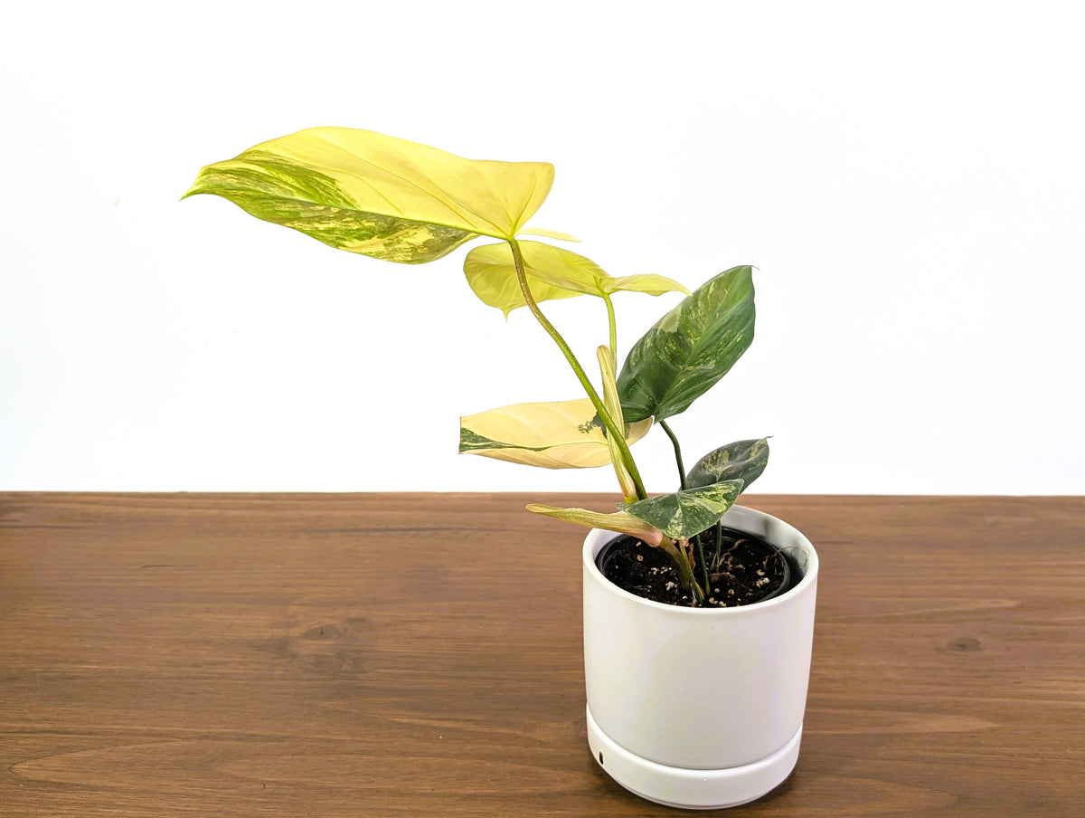 Philodendron Florida Beauty × Fuzzy Petiole Variegated - Exact Plant #31A - One of a Kind