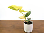 Philodendron Florida Beauty × Fuzzy Petiole Variegated - Exact Plant #31A - One of a Kind