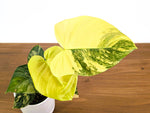 Philodendron Florida Beauty × Fuzzy Petiole Variegated - Exact Plant #31A - One of a Kind