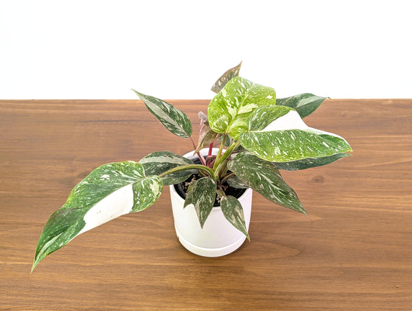 Philodendron Scarlet Princess - Exact Plant #33A in 4" Pot