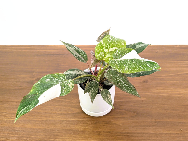 Philodendron Scarlet Princess - Exact Plant #33A in 4" Pot