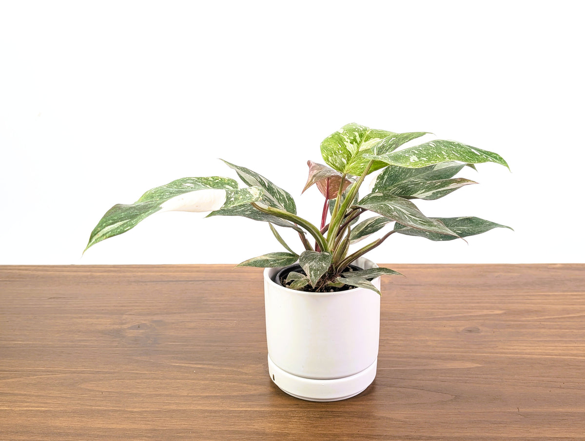 Philodendron Scarlet Princess - Exact Plant #33A in 4" Pot