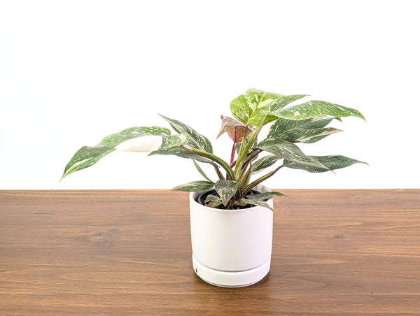 Philodendron Scarlet Princess - Exact Plant #33A in 4" Pot