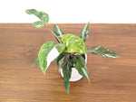 Philodendron Scarlet Princess - Exact Plant #33A in 4" Pot