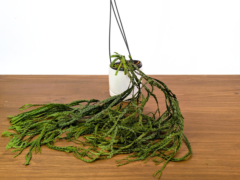 Huperzia Nummulariifolia