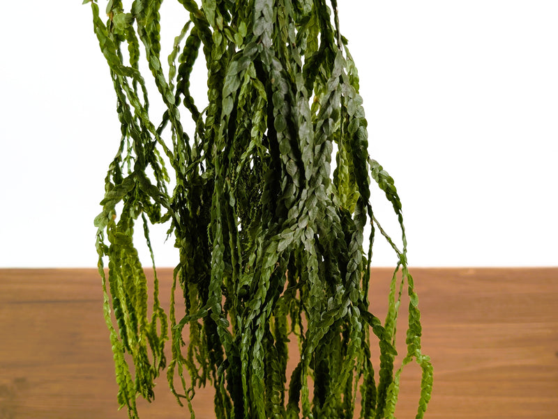 Huperzia Nummulariifolia