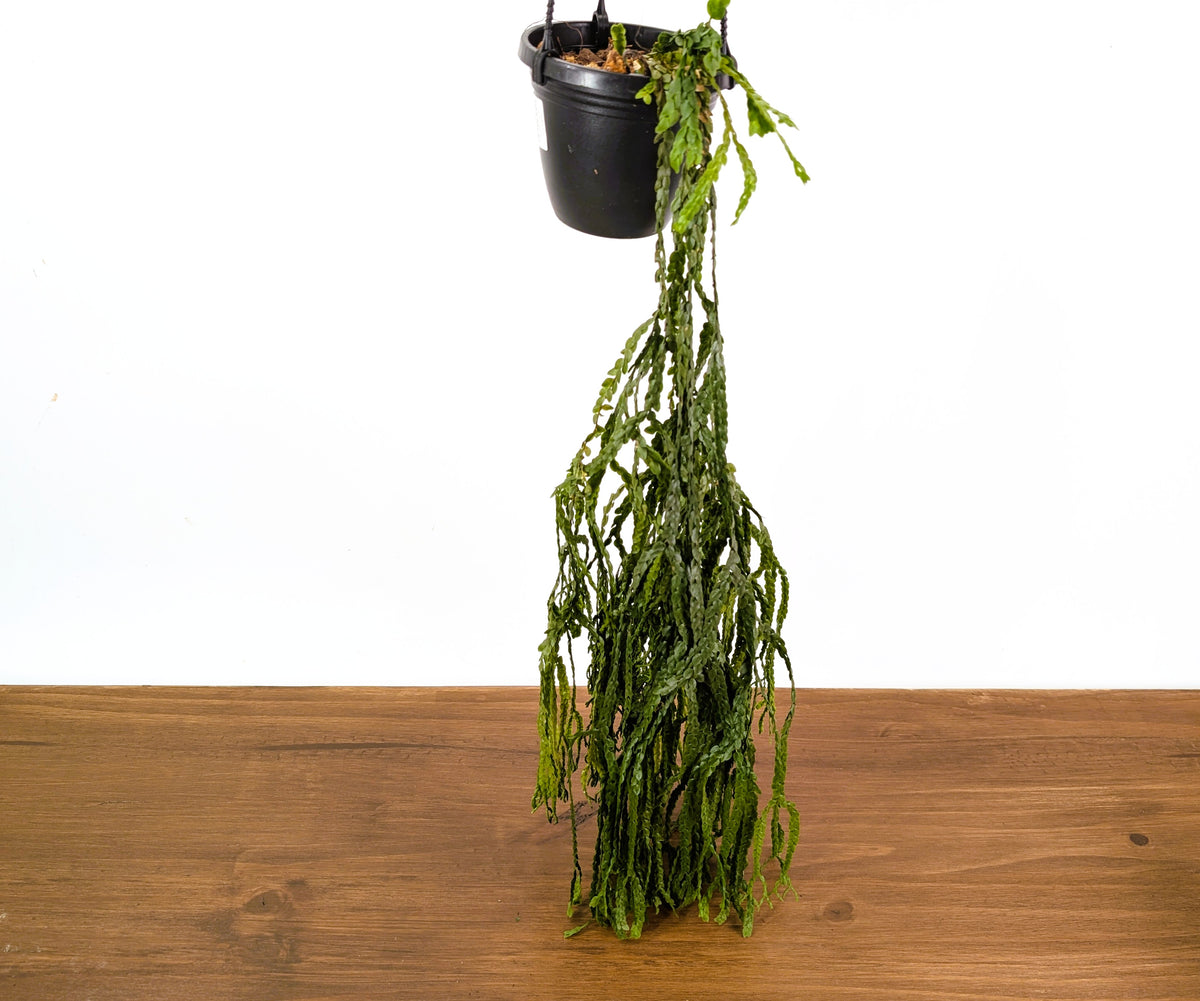 Huperzia Nummulariifolia