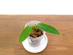 Anthurium Panamense