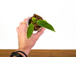 Anthurium Panamense