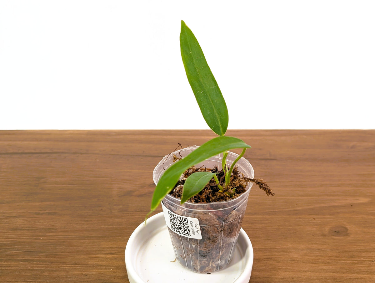 Anthurium Panama Jolis