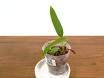 Anthurium Panama Jolis