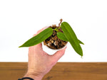 Anthurium Panama Jolis