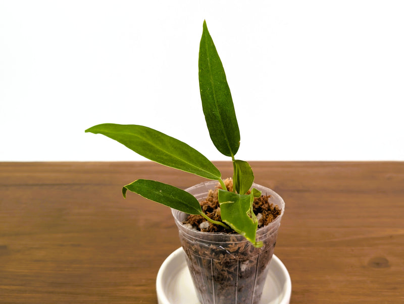 Anthurium Panama Jolis