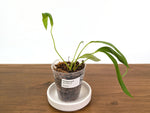 Anthurium Gladiifolia