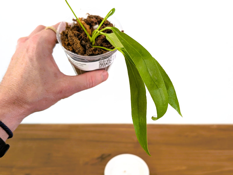 Anthurium Gladiifolia
