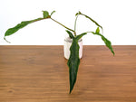 Philodendron Lavinia (paloraense cf x tortum)