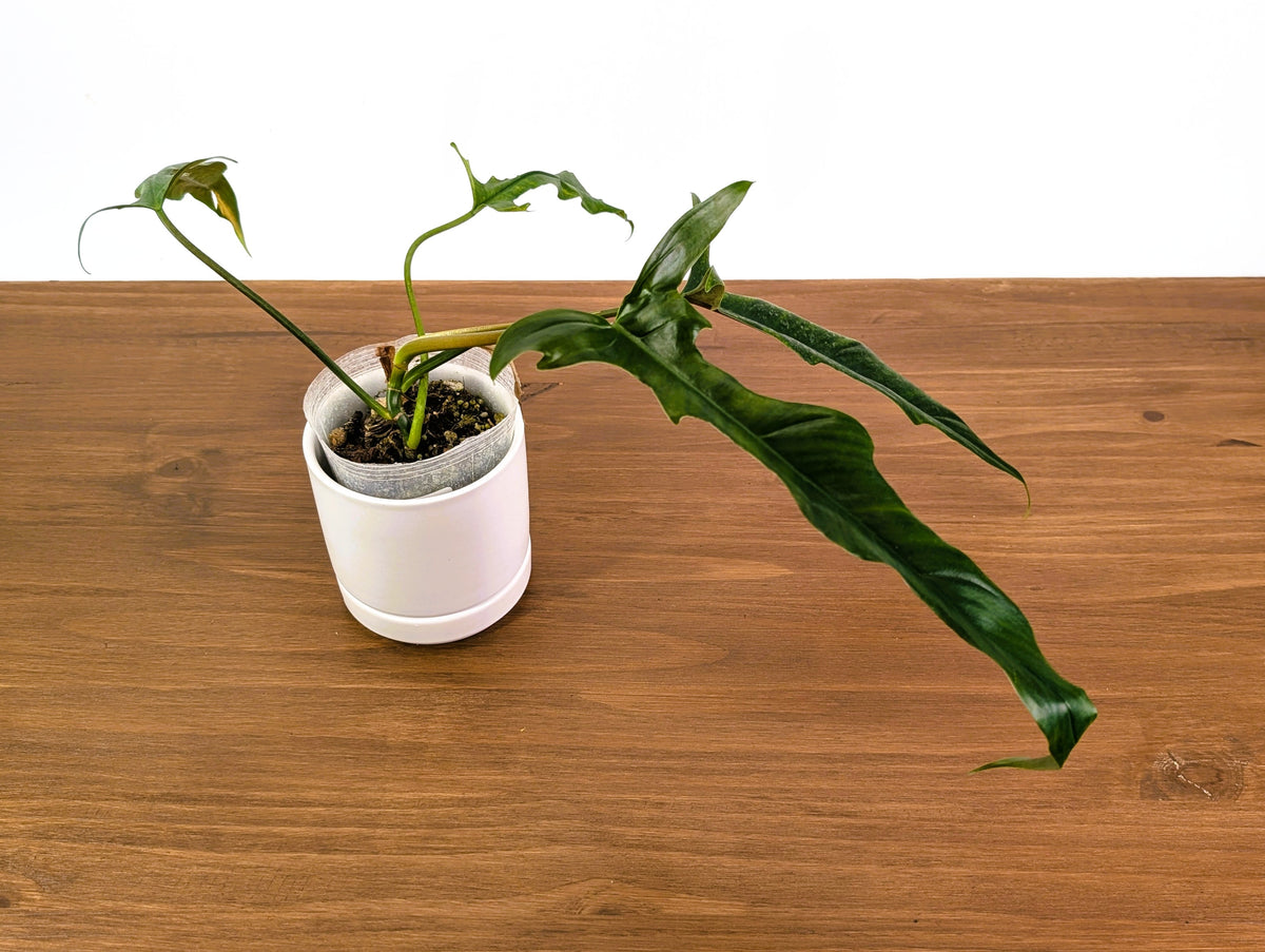 Philodendron Lavinia (paloraense cf x tortum)