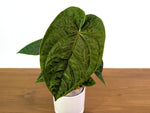 Anthurium Dressleri x Black Diamond