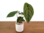 Anthurium Dressleri x Black Diamond