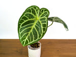 Anthurium Magnificent Silver x Silver Blush