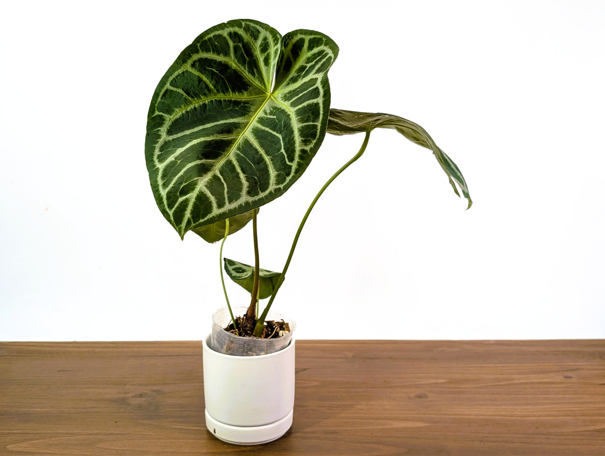 Anthurium Magnificent Silver x Silver Blush