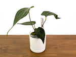 Anthurium Raven Soul 'Narrow Form' (Crystallinum x Luxurians)