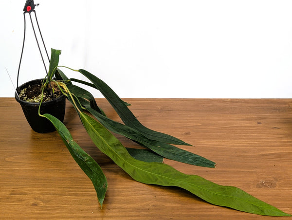 Anthurium Wendlingeri 6 Inch Basket Multiple Leaves Exact Plant Pictured #33A