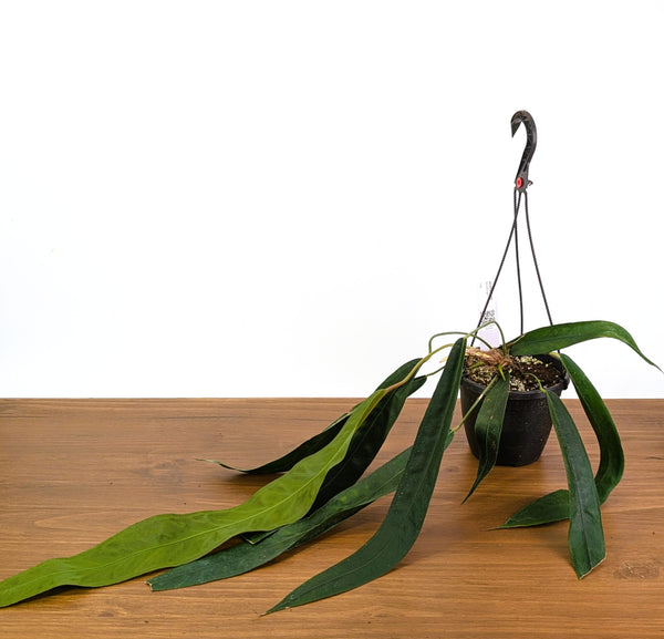 Anthurium Wendlingeri 6 Inch Basket Multiple Leaves Exact Plant Pictured #33A