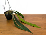 Anthurium Wendlingeri 6 Inch Basket Multiple Leaves Exact Plant Pictured #33B