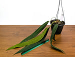 Anthurium Wendlingeri 6 Inch Basket Multiple Leaves Exact Plant Pictured #33B