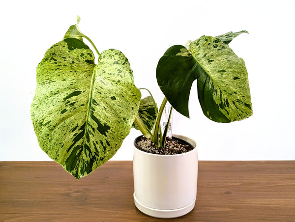 Monstera Vietciosa - Rare 6" Exact Plant #33A - US Seller